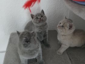3x BKH Kitten Babys männlich weiblich Männchen Weibchen Katze Kater britisch british Kurzhaar
