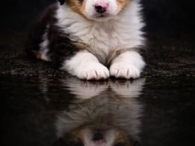 Miniature Australian Shepherd Welpen mit Papieren