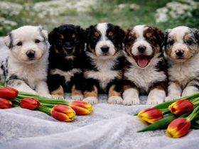 Miniature Australian Shepherd Welpen mit Papieren