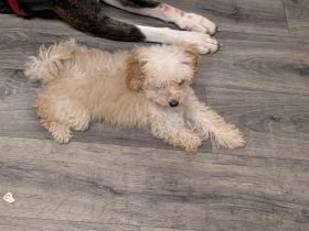 Pudelhündin mit Handicap