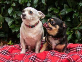 Füri & Dobby Chi: Wir möchten zusammen bleiben.