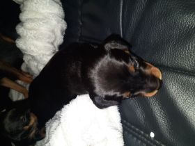Zwe4gpinscher