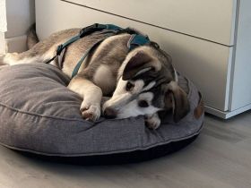 Aristo, hübscher Husky Mix Rüde