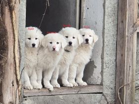 Pyrenäenberghund Welpen