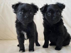 🐶 Chihuahua-Zwergpinscher-Mix Welpen – kleinbleibend 🖤
