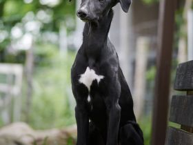 Galgo Espanol Welpen