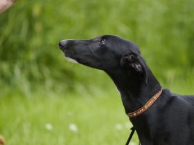 Galgo Espanol Welpen