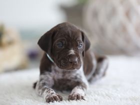 Deutsch Kurzhaar Welpen aus liebevoller Aufzucht mit Papieren