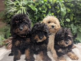 Liebe Cockapoo/Cockerpoo Welpen