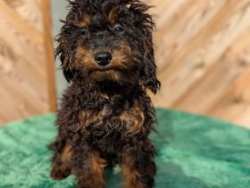 Liebe Cockapoo/Cockerpoo Welpen