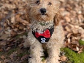 Liebe Cockapoo/Cockerpoo Welpen