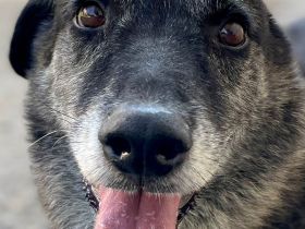 Boris sucht Geborgenheit für seinen Lebensabend