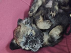 Kleine Süsse Shih Tzu - Terrier Mischlingswelpen abzugeben