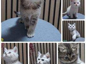 BKH Kitten reinrassig 6 Kater & 2 Katzen