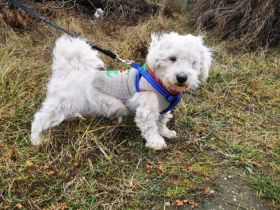 Seni - kleiner Sonnenschein auf der Suche nach seinem Glück