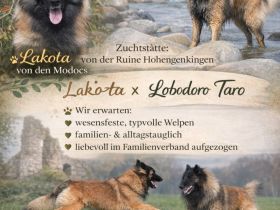 Von der Ruine Hohengenkingen