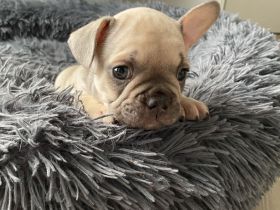 Reinrassige Französische Bulldoggen Welpen 1 Rüde