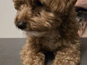 Welpenankündigung Maltipoo