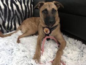 Jungspund Baily wartet auf dich