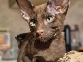 Wunderschöne Orientalisch Kurzhaar Kitten OKH, Havana & Chocolate Point