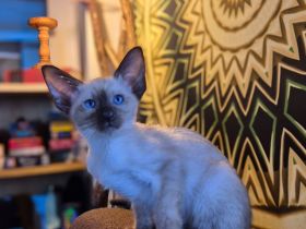 Wunderschöne Orientalisch Kurzhaar Kitten OKH, Havana & Chocolate Point