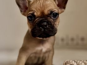 Französische Bulldogge Welpen mit Ahnentafeln