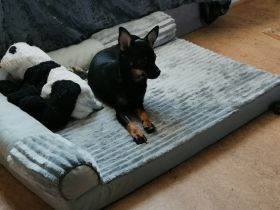Süße Welpen suchen einen lieben zu Hause