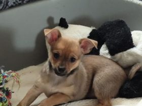 Süße Welpen suchen einen lieben zu Hause