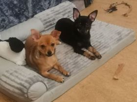 Süße Welpen suchen einen lieben zu Hause