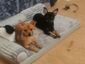 Süße Welpen suchen einen lieben zu Hause