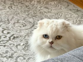 Perserkatze Weiß mit schönen Augen