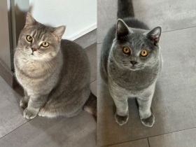 BKH British Kurzhaar Kater Blue + grau/weiss getigert