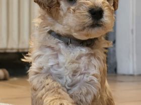 Maltipoo Welpen Apricot Rüden