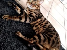 Erlando Prachtvoller Bengal Deckkater