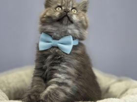 Nur noch 1 Reinrassiges BKH=Britisch Kurzhaar/ BLH= Britisch Langhaar Kitten