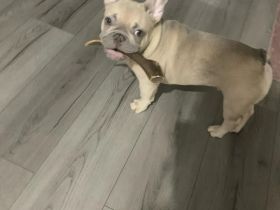 männlicher Französischer Bulldogge