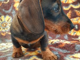 Rauhaardackel 4 Monate alter männlicher Hund