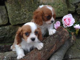 Cavalier King Charles Spaniel Welpen. Rüden und Hündinnen