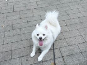 Zwergspitz sucht neues zu Hause