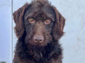 Lass dich von Raja's liebenswürdigem Wesen verzaubern