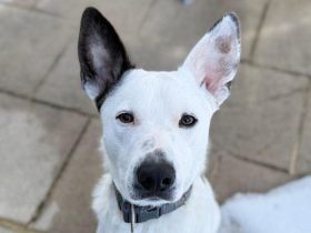 Zuhause gesucht für Trick