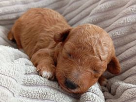 Goldendoodle-Mini-Welpen (F2B, Multigen) ähnlich Pudel, Labradoodle