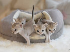 Singapura Kitten reinrassig zu verkaufen