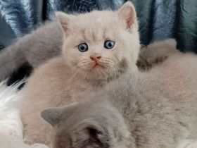Süße BKH Kitten Lilac Blau, Kätzchen, Babykatzen, Katze, Katzenbaby, Britisch Kurzhaar