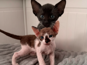 Süsse sphinx baby Katzen Jungs