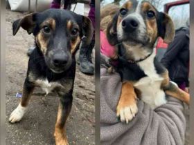 Bolka und Lolka, Mischlinge, geb. 2024, su. aktive Menschen, dürfen auch einzeln ausziehen