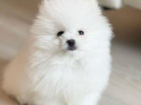 Reinrassiger Pomeranian Zwergspitz mit Ahnentafel