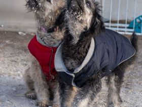 Puli - Pumi - Mischlinge