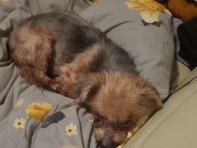 Liebe Yorkshire Terrier - Hündin