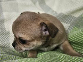 Yorkshire Terrier Welpe,  Reservierung